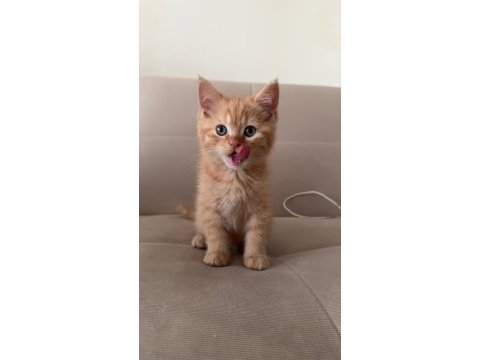 British shorthair 2 aylık yavrular