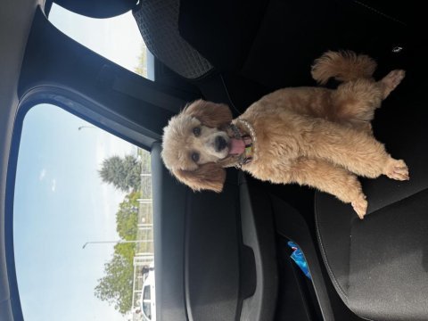 7 aylık dişi toy poodle