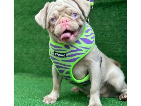 Pink taşıyıcı pug yavrular