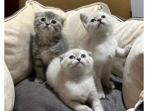 Blue point british shorthair yavrular