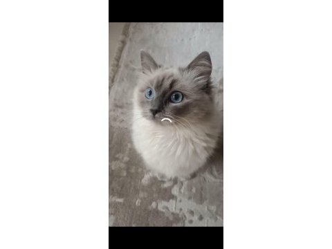 Ragdoll blue mitted secereli dişi