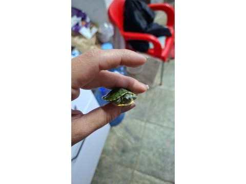 Singapur su kaplumbağası