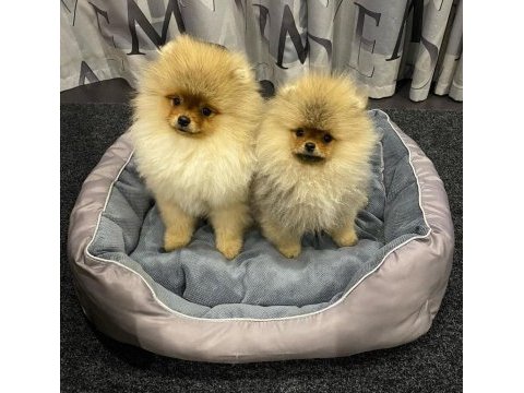 Teddy bear pomeranian yavruları