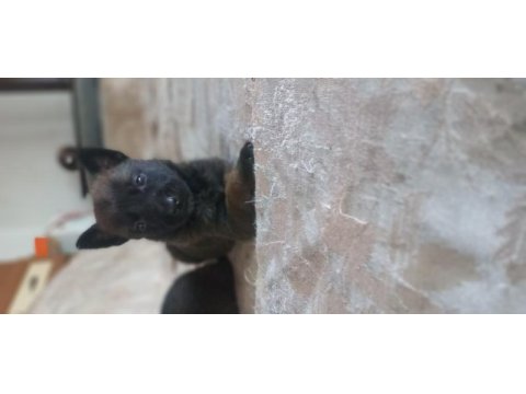 Bursadan rezerveye acık malinois yavrular