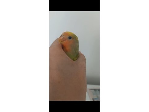 Full evcil ele alışık sevda papağanı yavrusu