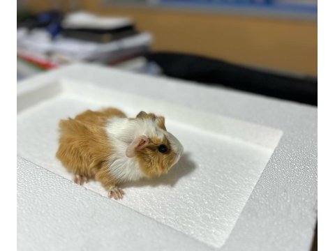 Ginepig ailesi