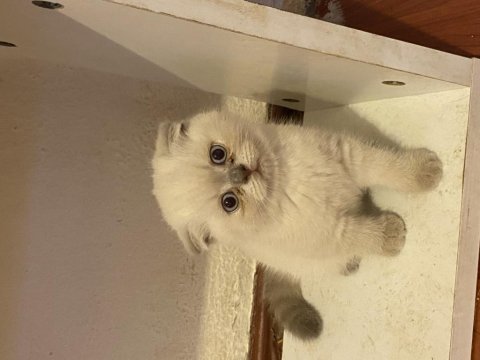 A kalite ev üretimi scottish fold bebekler