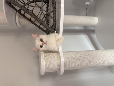 Kısır dişi british shorthair 9 aylık