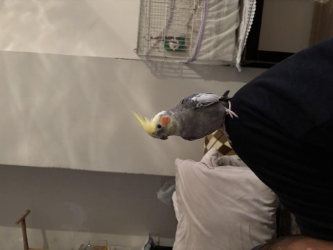 Konuşan erkek 2 yaşında sultan papağanı
