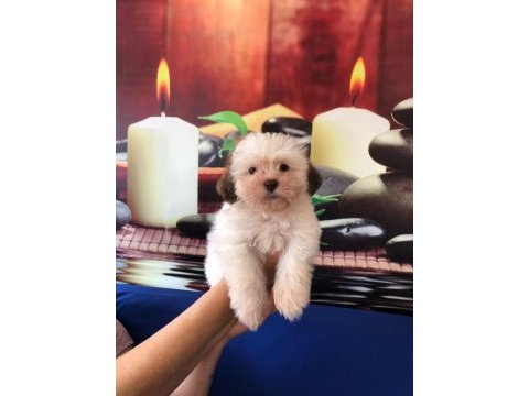 Shih tzu bebekler ruhsatlı üretim