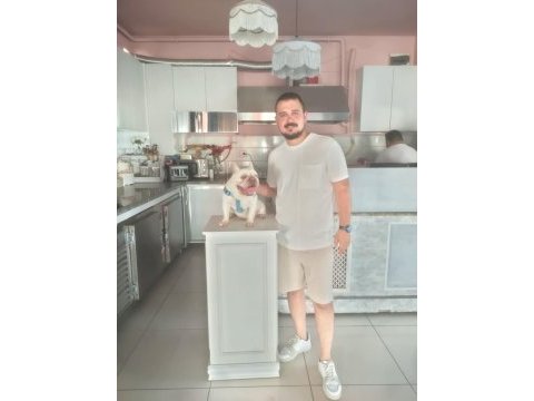 French bulldog
