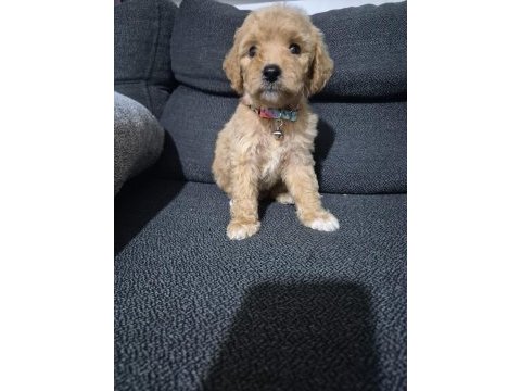 Toy poodle yavrular tuvalet eğitimli