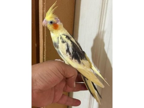 46 günlük full evcil bebek sultan papağanı