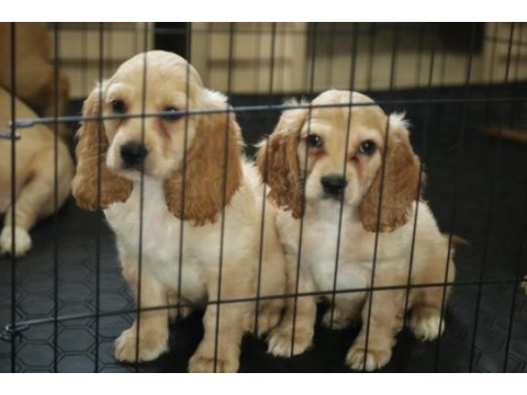 Dost canlısı meraklı tatlı amerikan cocker
