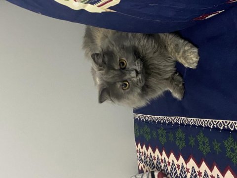 Kedimiz bade için ömürlük yuvasını arıyoruz