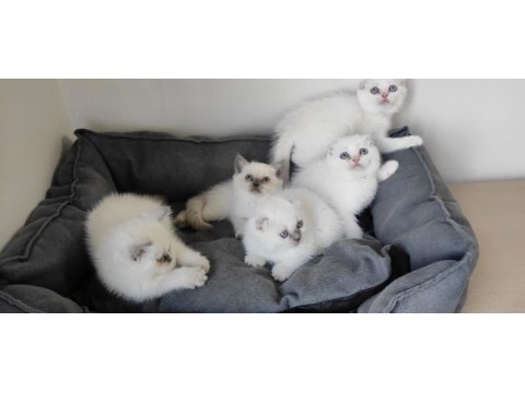 British shorthair yavrular