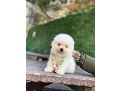 Sevimli pomeranian yavrularım