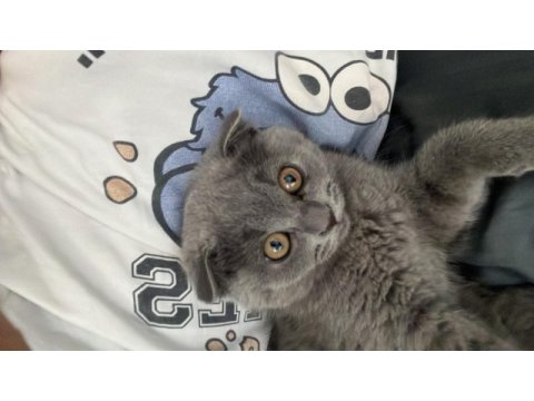 Yanında eşyalarıyla tatlı bebek gri scottish fold