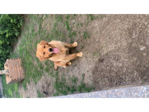 Golden retriever 2 yaşına yaklaştı