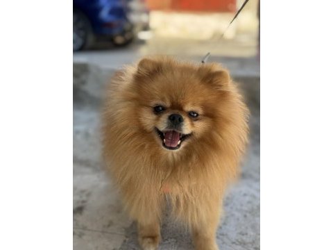 2 yaşında pomeranian boo