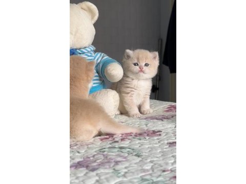 British shorthair gerçek golden