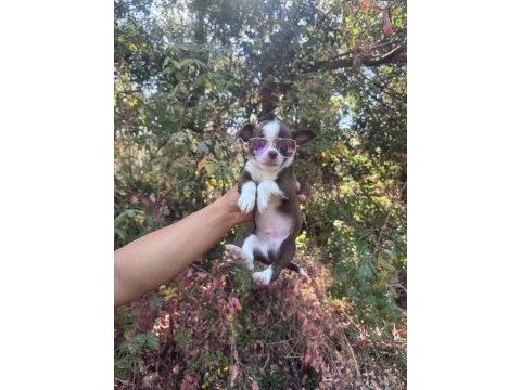 0 ve 1 numara chihuahua bebeklerim gelmiştir