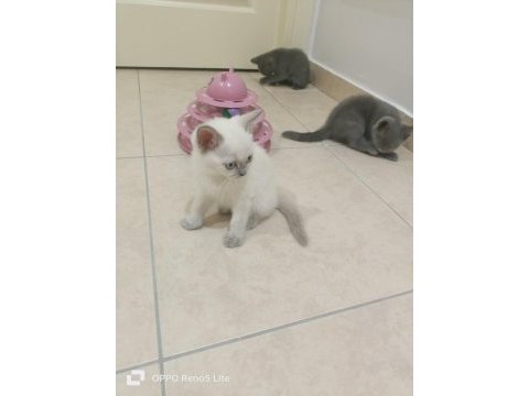 İki aylık sağlıklı british shorthair yavrularımız
