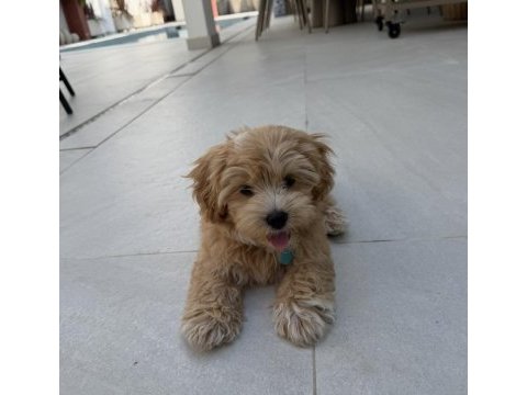 Tr nin en özel maltipoo yavruları
