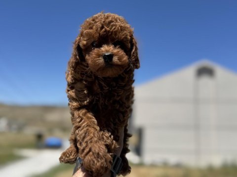 Kalite ve güvenin adresi petmode den toy poodle