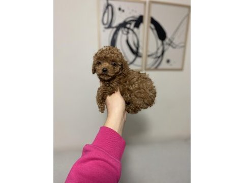 Teacup dişi poodle yavrum