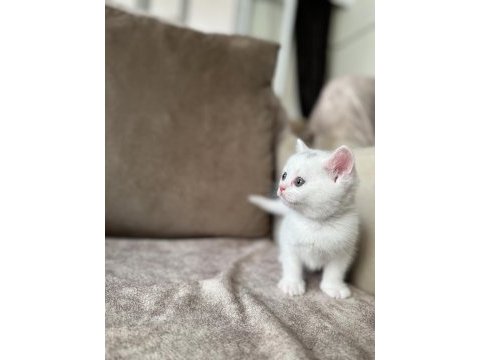 Beyaz erkek british shorthair