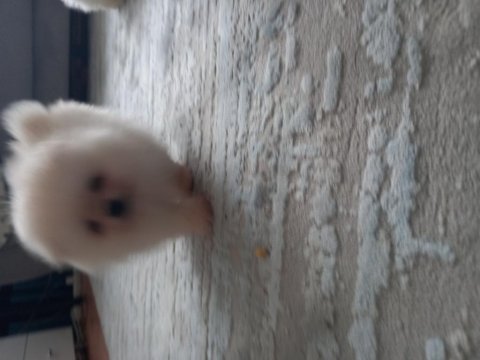 Mükemmel kalitede pomeranian yavrular tecap mini boy