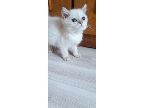 Bursa golden point british shorthair bebekler