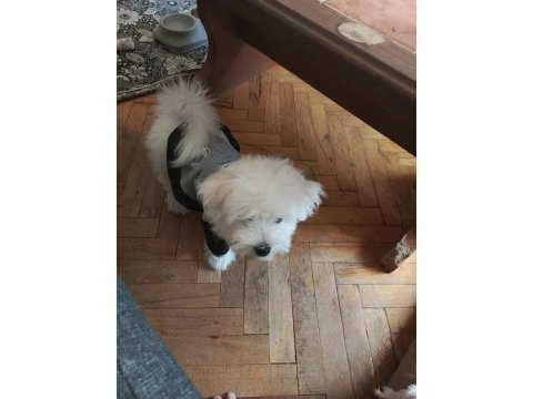 Anne maltipoo baba maltese