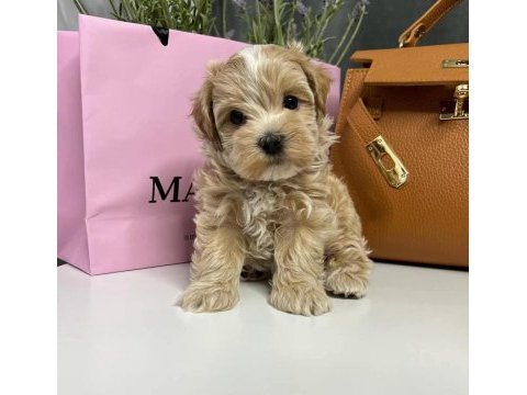 Red brown kıpkırmızı ev üretimi toy poodle