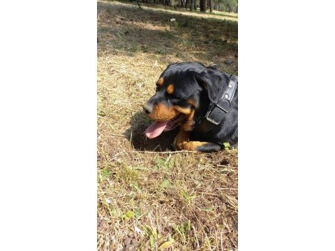 2,5 yaşında dişi rottweiler