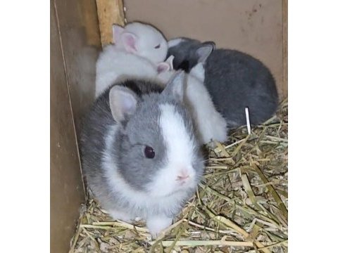 Mini lop ve cüce tavşan bebeklerimiz