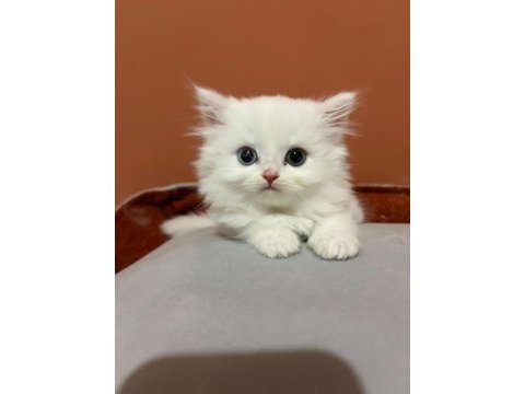 Şecereli baba british longhair point yavrumuz
