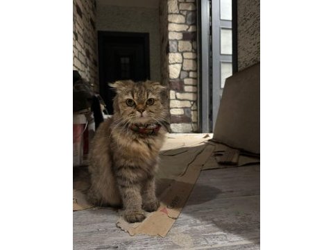 Scottish fold 8 aylık dişi