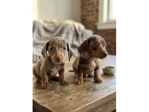 Mini boy choco merle dachshund yavrularımız garantili