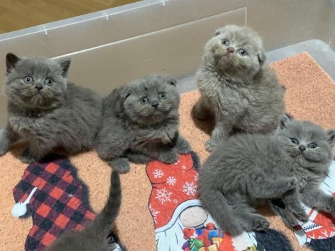 Evden show kalite scottish fold yavrular