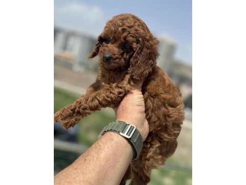 Ankaranın en güzel toy poodle yavruları ziyarete açık
