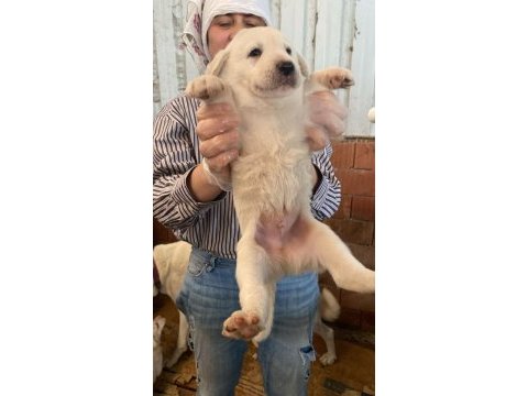 Safkan akbaşlar