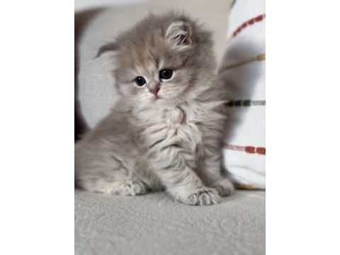 Güzel british longhair kıza yuva arıyoruz