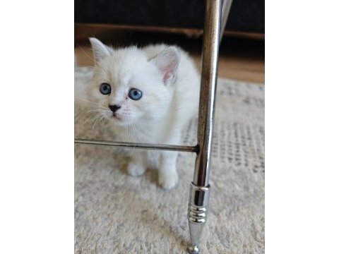 Siyam kedisi yavruları