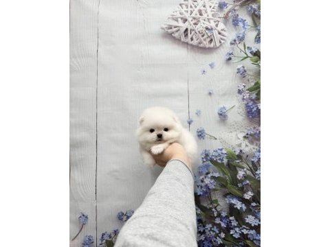 Pomeranian boo teddy
