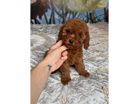 Efsane toy poodle yavruları 