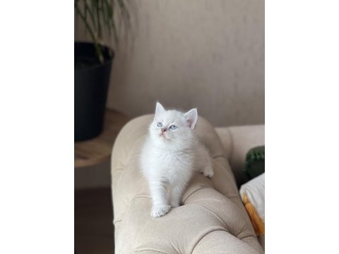A kalite british shorthair yavrum