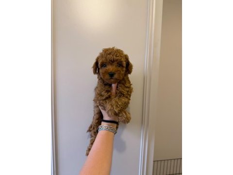 60 günlük mini poodle