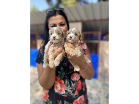 Ufacık maltipoo yavrularım
